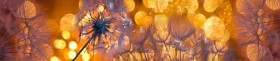 Кухонный фартук Мерцание Одуванчики золотистые 3 серебро в Зеленогорске - zelenogorsk.katalogmebeli.com | фото