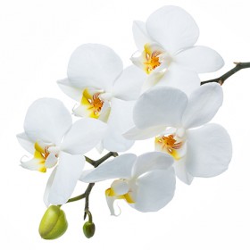 Стол обеденный Танго белый/Орхидея в Зеленогорске - zelenogorsk.katalogmebeli.com | фото 3
